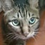 画像 愛しい猫に元気玉を！のユーザープロフィール画像