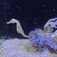 おいものサムネイル