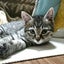 画像 モモあず時々ジジ〜元保護猫達とかーちゃんの日記〜のユーザープロフィール画像