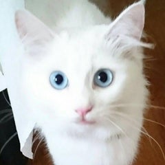 きょーこのプロフィール
