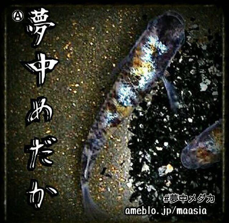 ついに来たよ！！(*^^*) | ☆夢中めだか☆のブログ