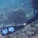 碧い海 ダイビングショップ(aoiumi diveshop)のブログ