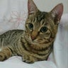 冬猫のプロフィール