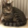 Former Rescued Cat Happy 元保護猫ハッピー