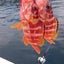 画像 熊本の釣り日記 琵琶湖の記録も(ﾟ∀ﾟ)のユーザープロフィール画像