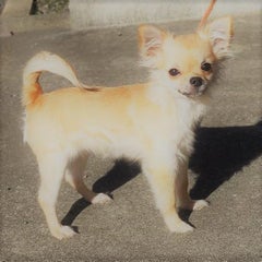 うりっこのプロフィール