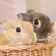 とと様(の飼い主が更新します)