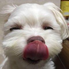 瀬戸香のプロフィール