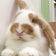 ぷやんぷ(うさぎ？)