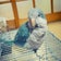 インコ初心者がオキナインコを飼うなんて