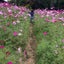 MKのサムネイル