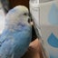 画像 うちの幸せの青い鳥のユーザープロフィール画像