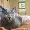 キャットセカンドライフ「赤い毛糸」のプロフィール
