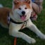 画像 フラワーアレンジでんのブログ秋田犬でんのユーザープロフィール画像