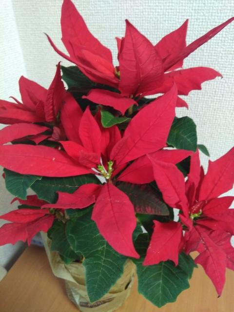 リセママ