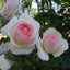 画像 マロンショコラの薔薇と癒しのユーザープロフィール画像