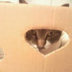 家庭内野良猫 懐かない猫 狂暴猫 動物病院へ連れて行く方法 猫 病院 行けない 山のふもとのプレハブで猫と暮らしている 家庭内野良猫 懐かない猫 狂暴猫 動物病院へ連れて行く方法 猫 病院 行けない 山のふもとのプレハブで猫と暮らしている