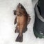 青森県産タイプゴールドのサムネイル