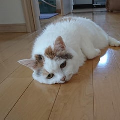みっちょのプロフィール