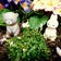 植物に恋してる