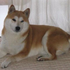 odamaki3のプロフィール
