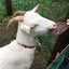 隊長くんのサムネイル