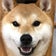 柴犬ごうちゃんの日記