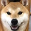 柴犬ごうのママのサムネイル