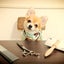 画像 犬の美容室わんぴーす〜静岡県浜松市のトリミングサロン〜のブログのユーザープロフィール画像