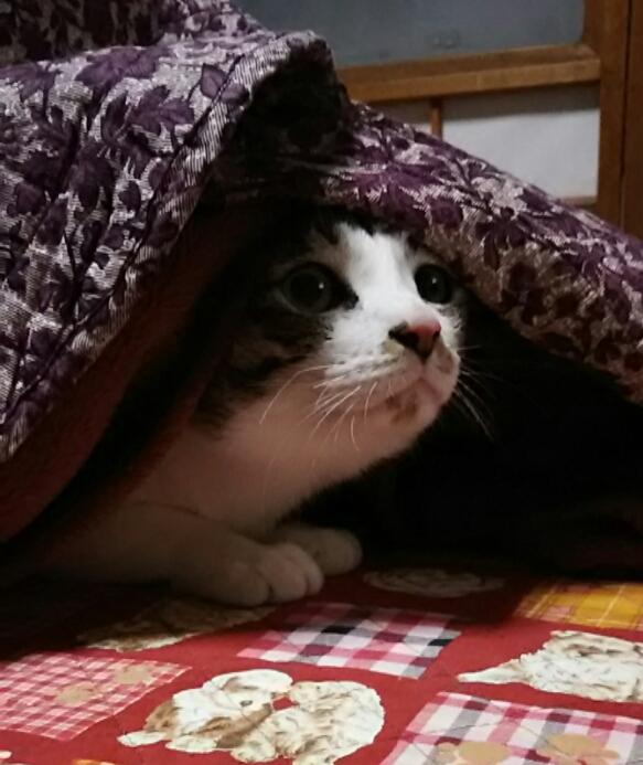 うみちゃん