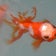 金魚屋  ぶりーず