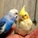 インコの可愛い家族と愉快な仲間達(*^o^)／＼(^-^*)