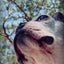 画像 幸せのスタートライン〜保護犬日記〜のユーザープロフィール画像