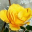 画像 taiyo-egao-rose-ariga10のブログのユーザープロフィール画像