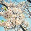 Akaneのサムネイル