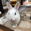 nonrinsmiminiのサムネイル