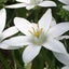画像 lilyca-aromaのブログのユーザープロフィール画像