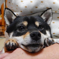  フカフカ♪はんな ♡ママのプロフィール