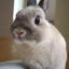ginusatoのサムネイル