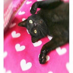 yoshida-catsのプロフィール