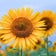 ひまわり