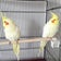 オカメインコのQちゃんを捜して…