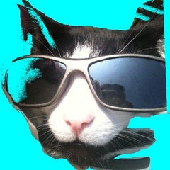 猫は飼い主に似る らしい 倫敦ねこ日記 猫は飼い主に似る らしい 倫敦ねこ日記