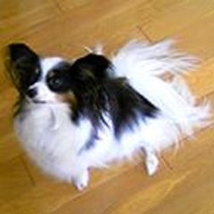 ケノシュのプロフィール