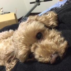 ざわピーのプロフィール
