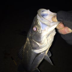 イシモチを釣る In本牧海釣り施設 珈琲屋さんの釣り日記