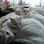 画像 白猫ふわふわ家族の運動会>^_^<  (にゃんとも親バカ会No.23)のユーザープロフィール画像