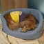 画像 kuma3と保護犬の日々の生活のユーザープロフィール画像