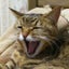 画像 ちゅら猫日和のユーザープロフィール画像