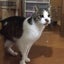 はなはなのサムネイル